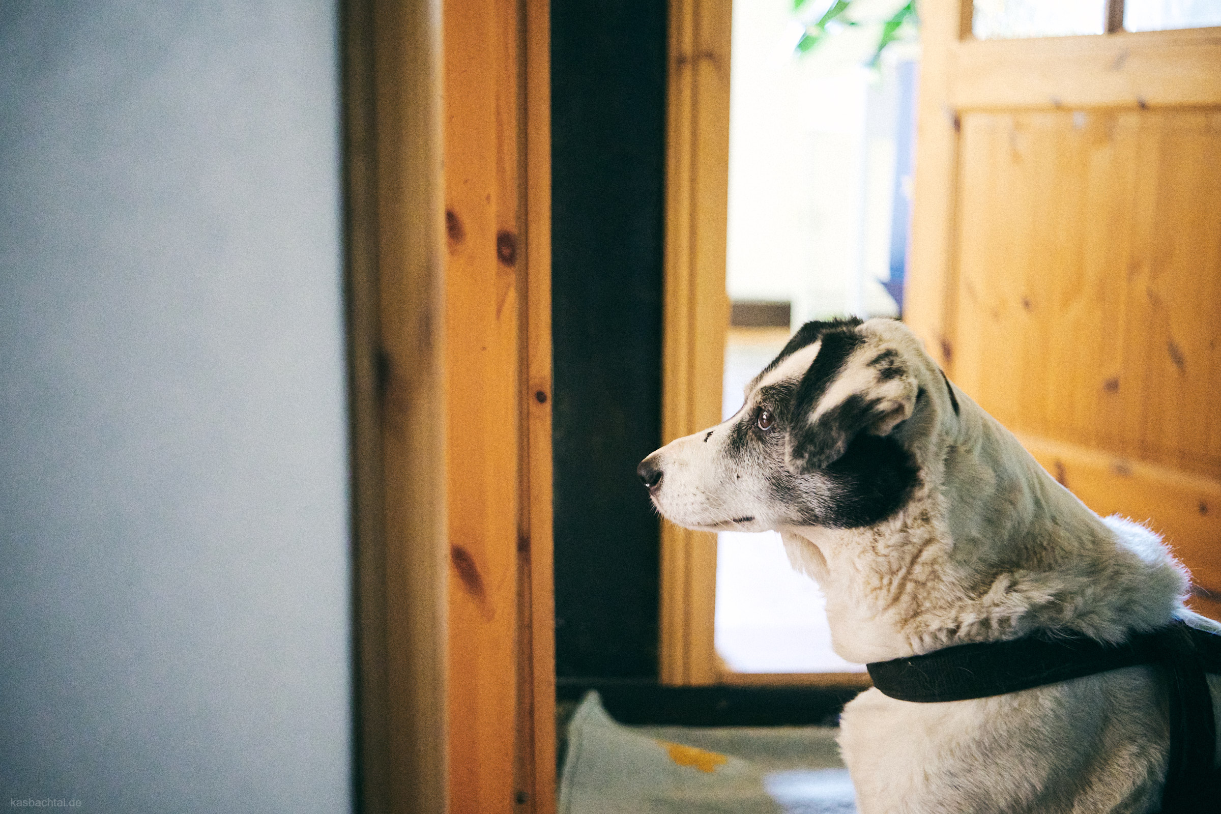 Ein schwarzweißer Hund schaut gespannt in die Küche.