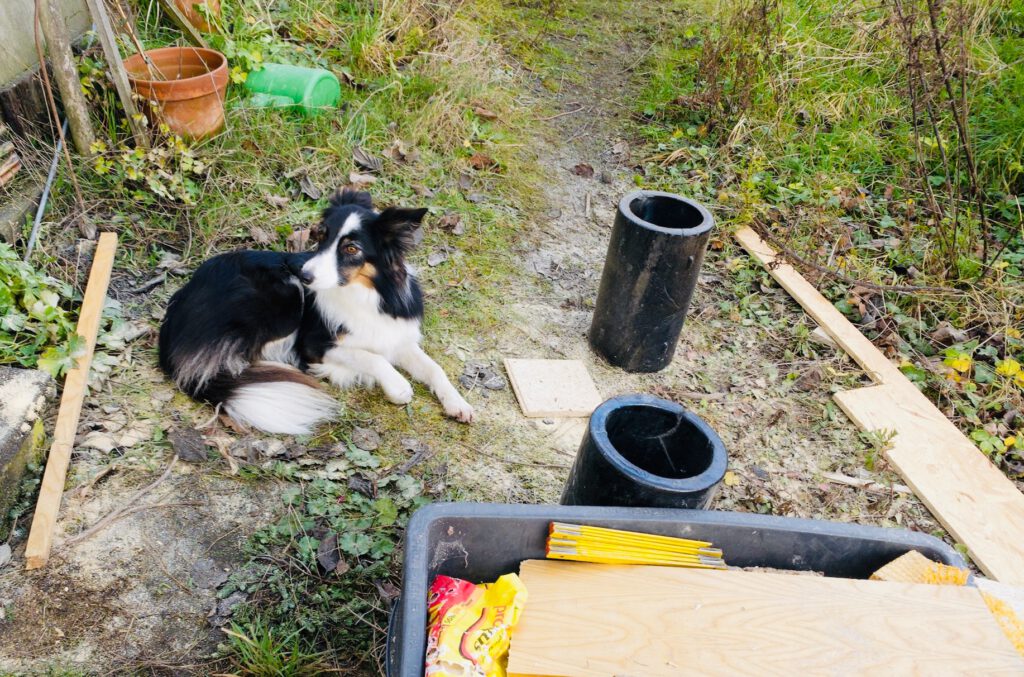 Ein Hund bewacht die Entenstallbaustelle