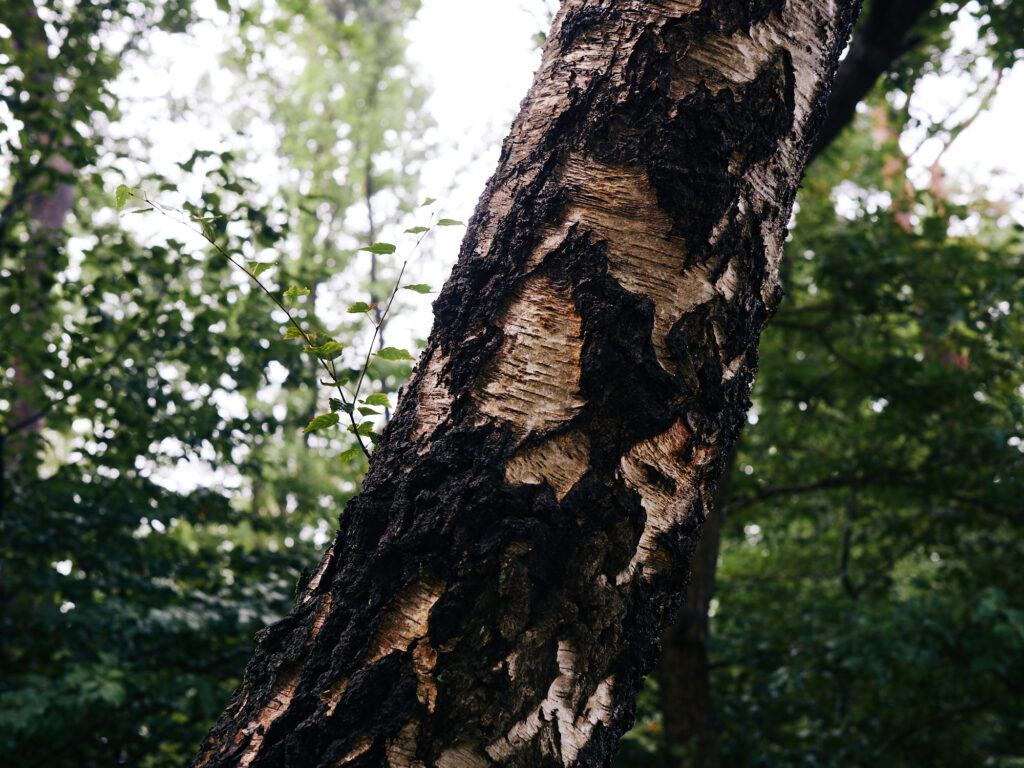 A birch tree in the forest with bokeh in the background
