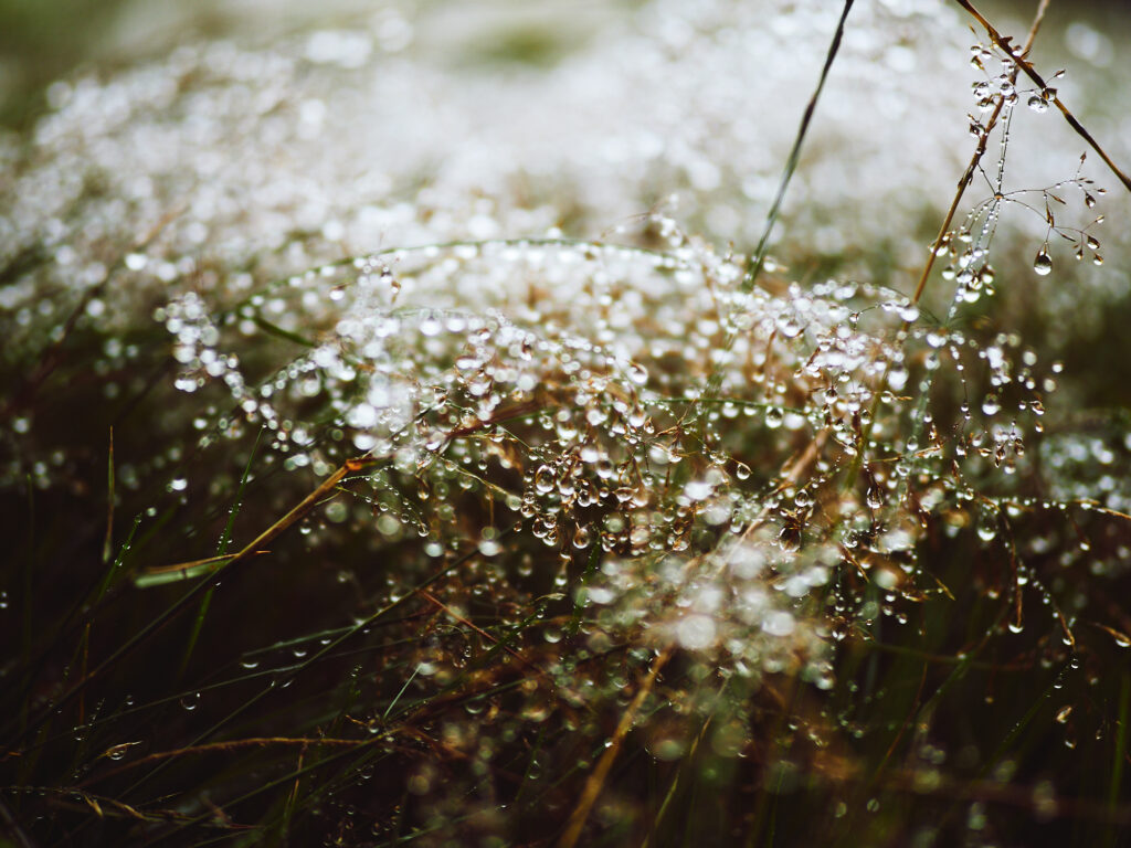 Glittering dewdrops on a meadow