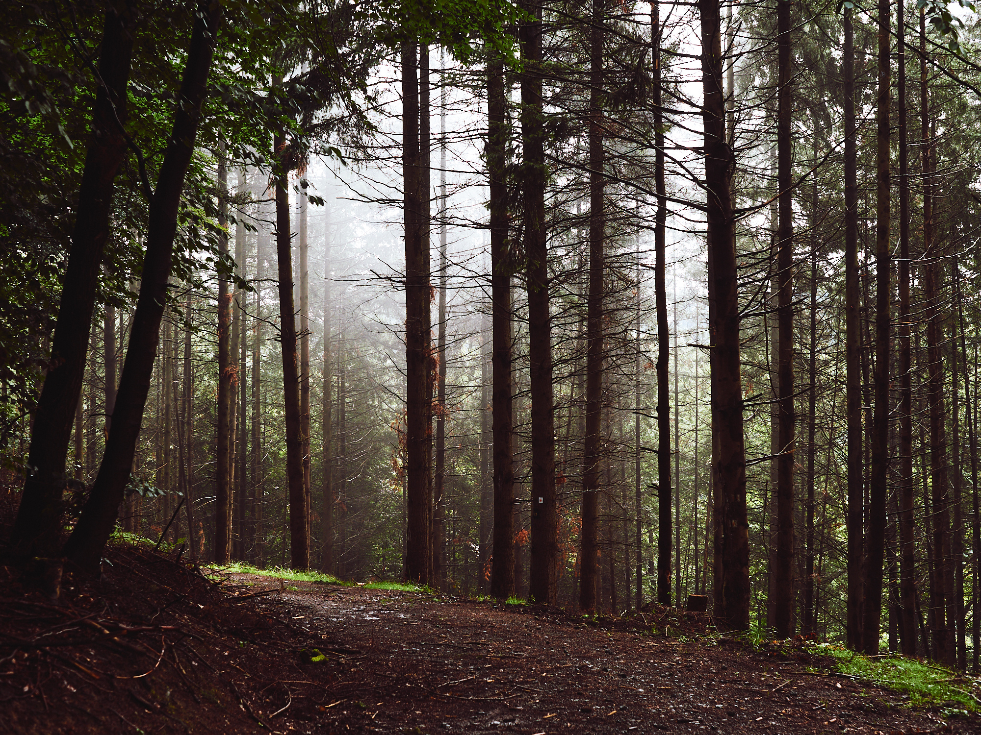 A forest path with fir trees and fog
