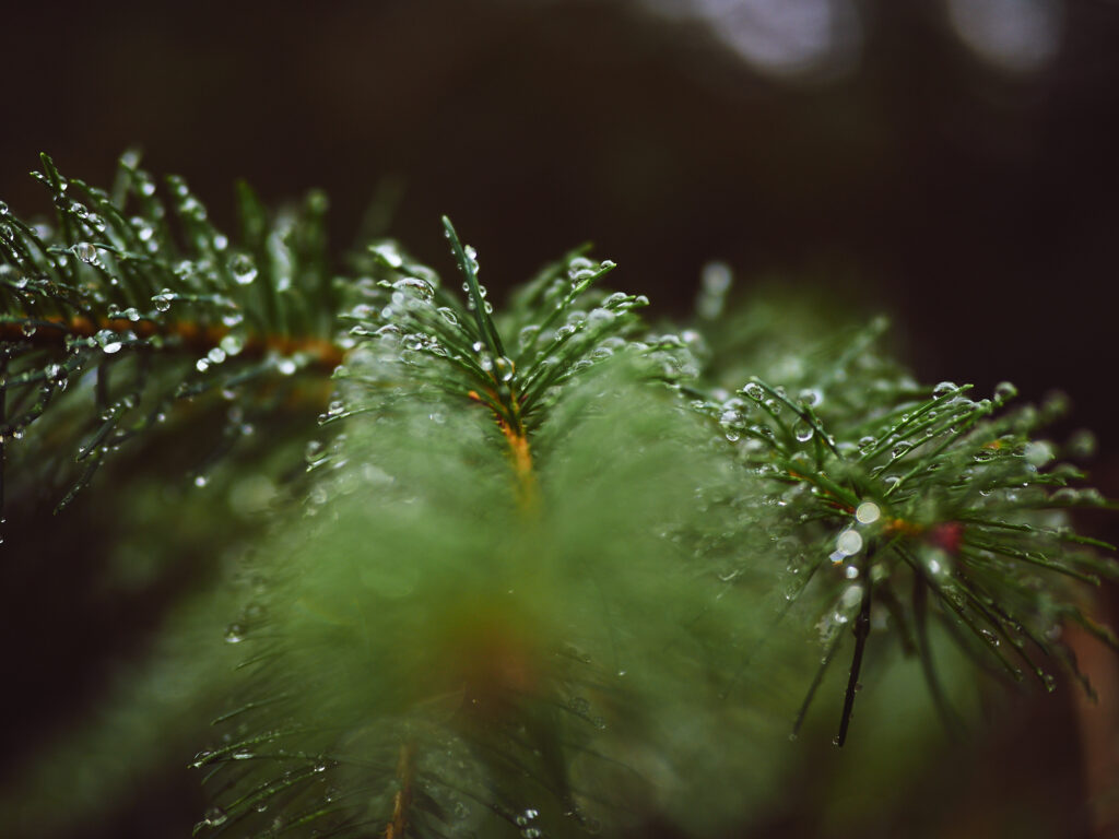 A forest path with fir trees and fog